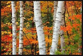 Image result for Autumn Birch Trees