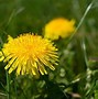 Image result for All Plants Names
