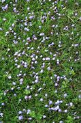Image result for Low Ground Cover Perennials