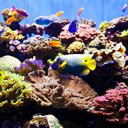 Image result for Best Aquariums