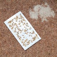 Image result for Carpet Moth Infestation