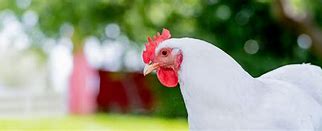 Image result for Avian Flu Chickens