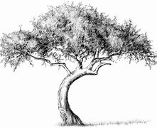 Image result for Tree Background Sketch