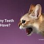 Image result for Cat Teeth Riddles