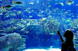 Image result for world aquarium st louis