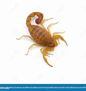 Image result for Scorpion Top View