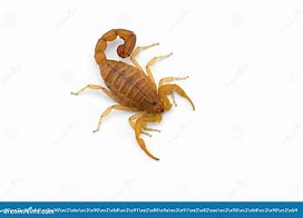 Image result for Scorpion Top-Down