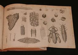 Image result for Anton Van Leeuwenhoek Drawings