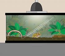 Image result for Pacman Frog Enclosure