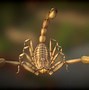 Image result for Cool Scorpion Animation