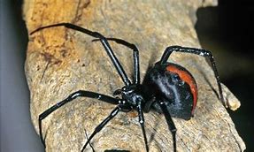 Image result for Deadliest Spider in the World