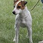 Image result for Types of Small Dogs