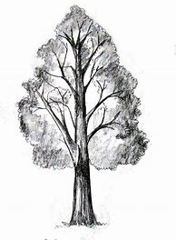 Image result for A Tree Sketch