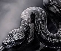 Image result for Snake Background