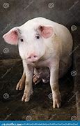 Image result for Pig Staring into Camera Meme