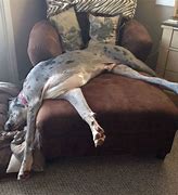 Image result for Great Dane Sleeping