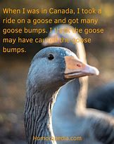 Image result for Goose and the Lawyer Joke