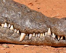 Image result for Dents Crocodile