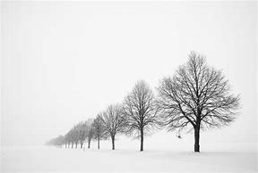 Image result for bare trees