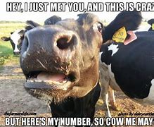 Image result for Farm Cow Jokes