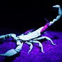 Image result for Scorpion 3D Wallpaper Art