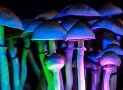 Image result for Visuals On Shrooms