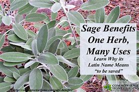 Image result for Sage Herb Plant Benefits