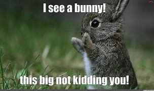 Image result for Chris Pratt Bunny Meme