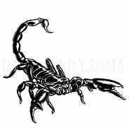 Image result for Desert Scorpions Drawings