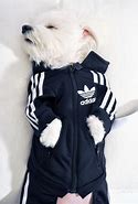 Image result for Adidas Dog Outfit