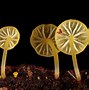 Image result for Unique Mushrooms
