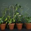 Image result for House Plant Stakes