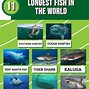 Image result for World Largest Fish