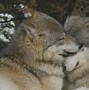 Image result for Animal Couple Love