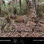 Image result for Tasmanian Tiger Wolf