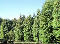 Image result for Red Cedar Tree Identification