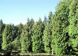 Image result for Red Cedar Tree Identification