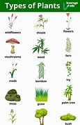 Image result for 5 Different Types of Plants