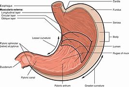 Image result for Stage 4 Stomach Cancer Symptoms