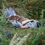 Image result for MH-17 Plane Crash Victims