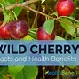 Image result for Wild Cherry Pictures