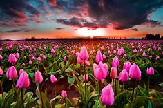 #779246 Tulips, Fields, Sunrises and sunsets, Many, Pink color, Clouds ...