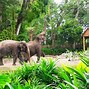 Image result for Zoo Singapore Farm Animals