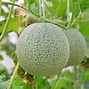 Image result for Growing Cantaloupe in Containers