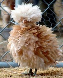 Image result for free pictures of ruffled feathers