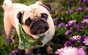 Image result for Cute Animal Wallpaper Pugs