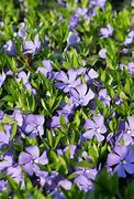 Image result for Vinca Minor Periwinkle Vine, 1 Gal- The Biggest, Bluest Lavender You Can Grow