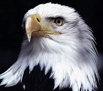 Image result for Eagle Head Artwork