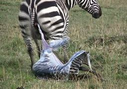 Image result for Animals Giving Birth