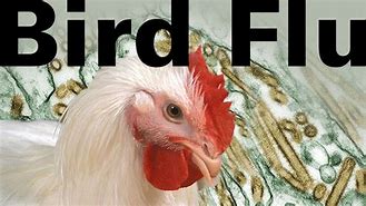 Image result for Bird Flu Colorado